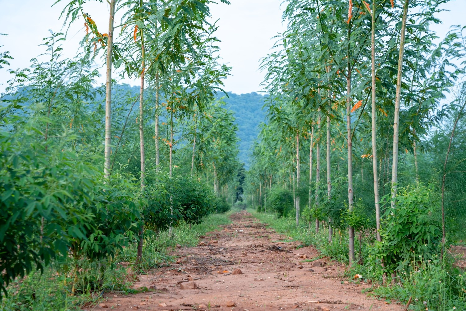 Discover the Benefits of Investing in Sandalwood Plantations