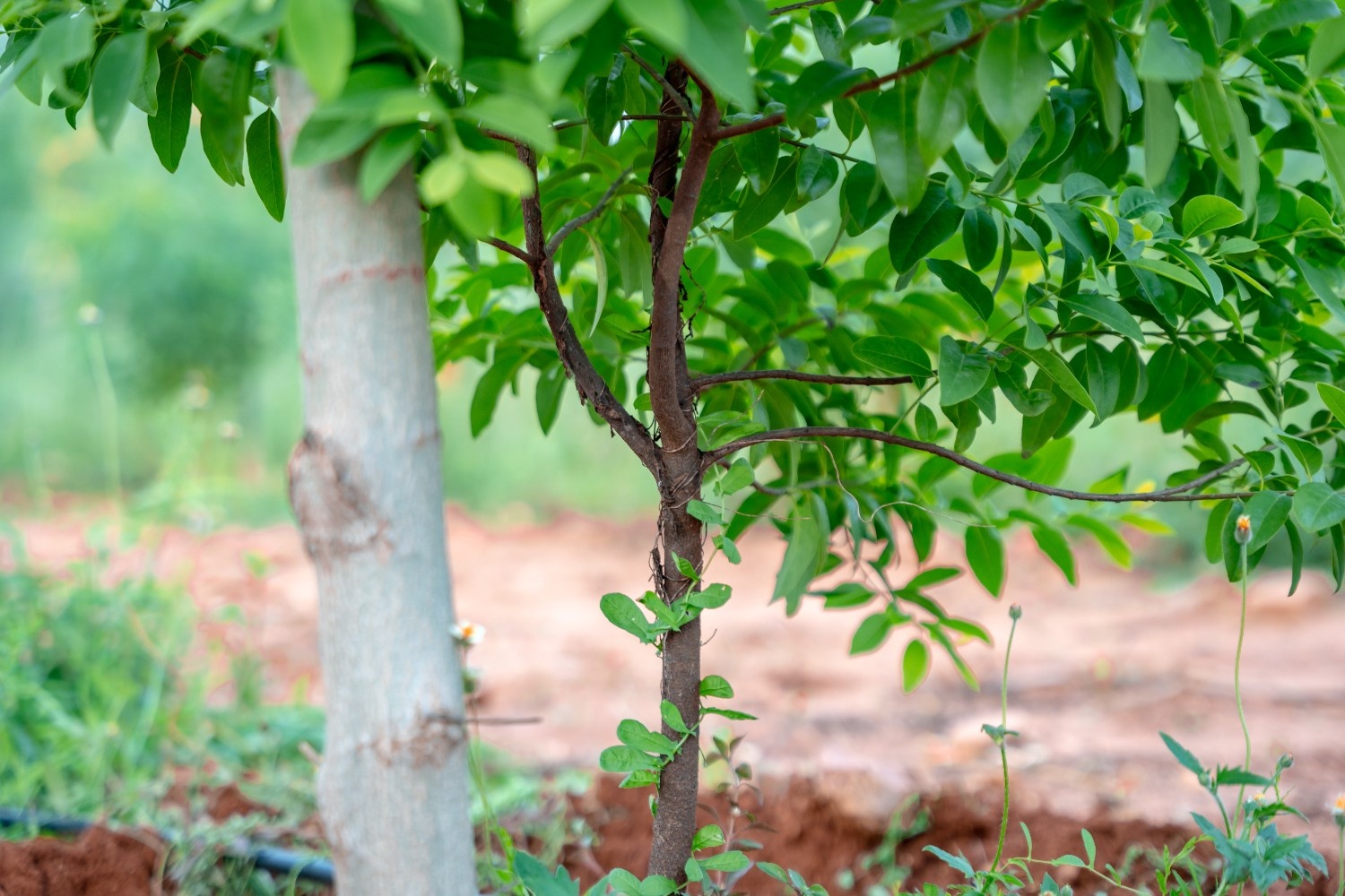 Maximize Profits with Sandalwood Tree Ownership in Andhra Pradesh
