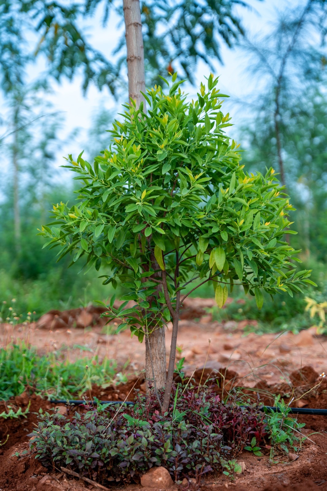 About Sandalwood